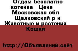 Отдам бесплатно котенка › Цена ­ - - Московская обл., Щелковский р-н Животные и растения » Кошки   